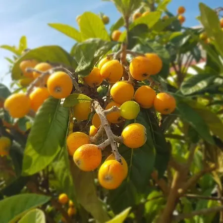 Casa Agrícola Do Limonete * Figueira da Foz