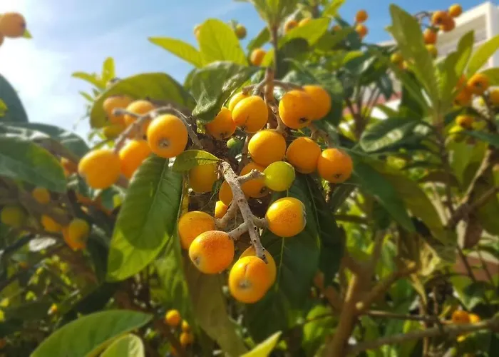 Casa Agricola Do Limonete * فيغيورا دا فوز